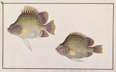 Spotted Scat, from Drawings of Fishes from Malacca, c.1805-18